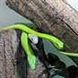 Venomous Snake Tour Bristol - Three Green Snakes